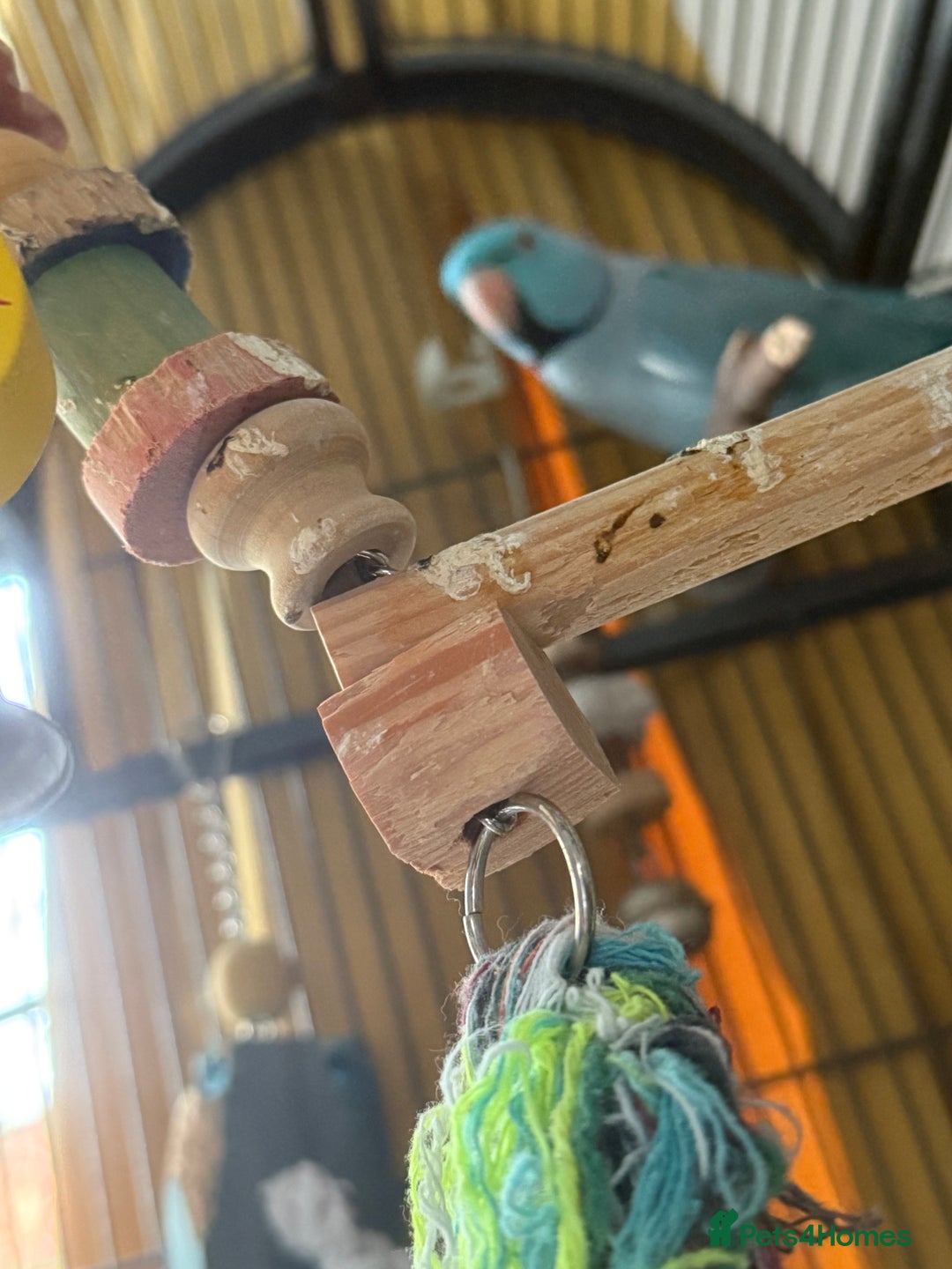 Parakeets birds for sale: Male Indian ringneck  - Image 2