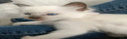 Ragdoll cats for sale: GCCF Registered ragdoll kittens available 28 Aug.  in Lincoln - Advert 27