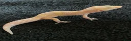 Leopard Gecko reptiles for sale: Albino leopard geckos cb26 - Advert 1