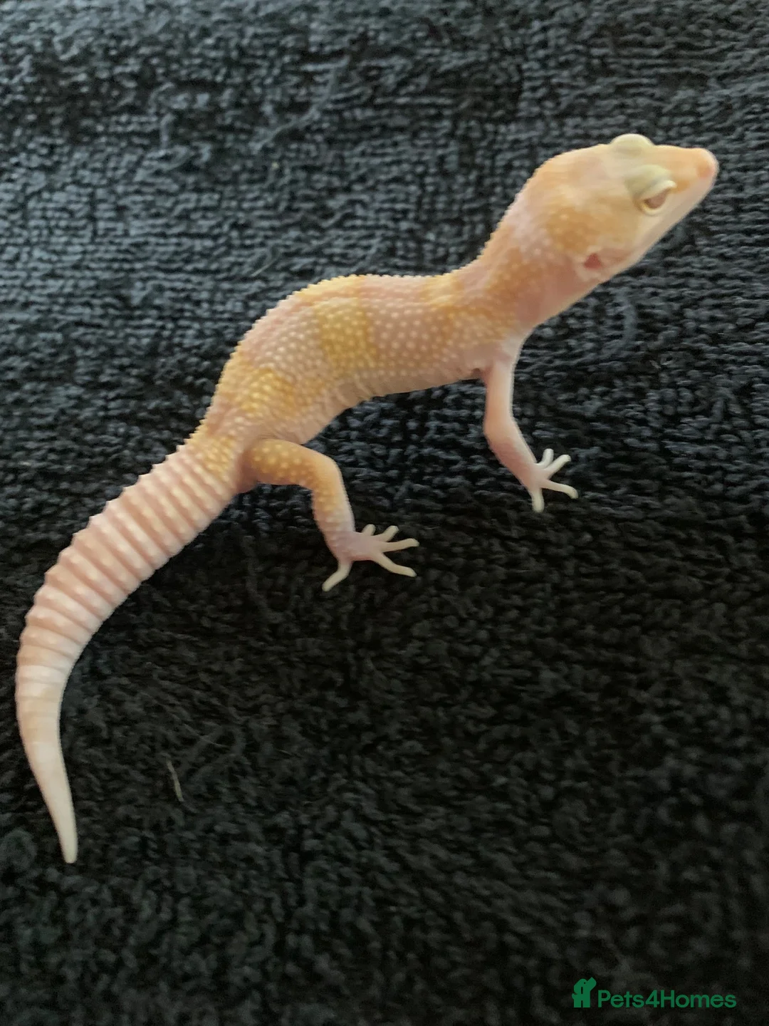 Leopard Gecko reptiles for sale: Albino leopard geckos cb26 - Advert 1