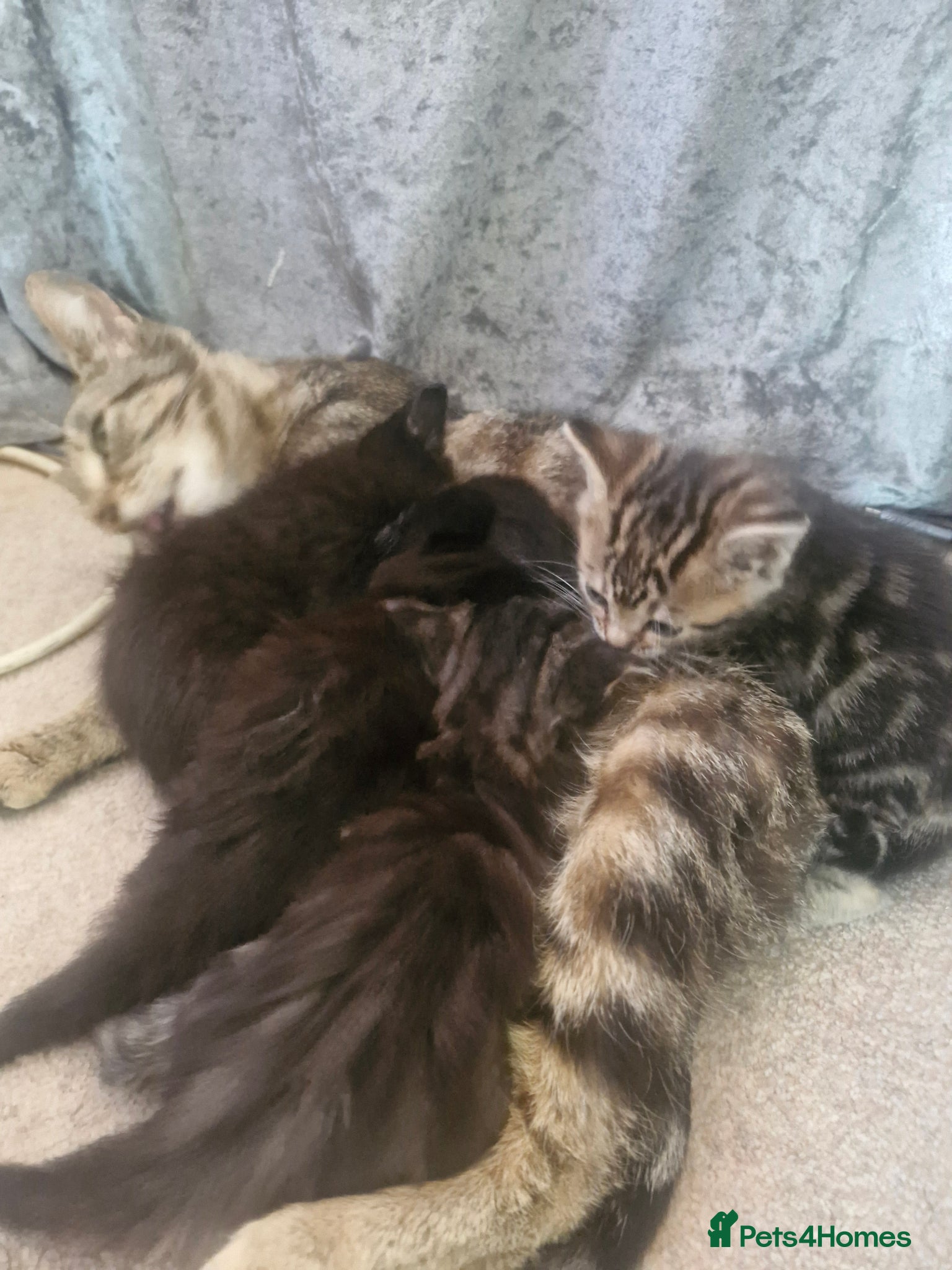 Mixed Breed cats 9 week old kittens ready now - Advert 3