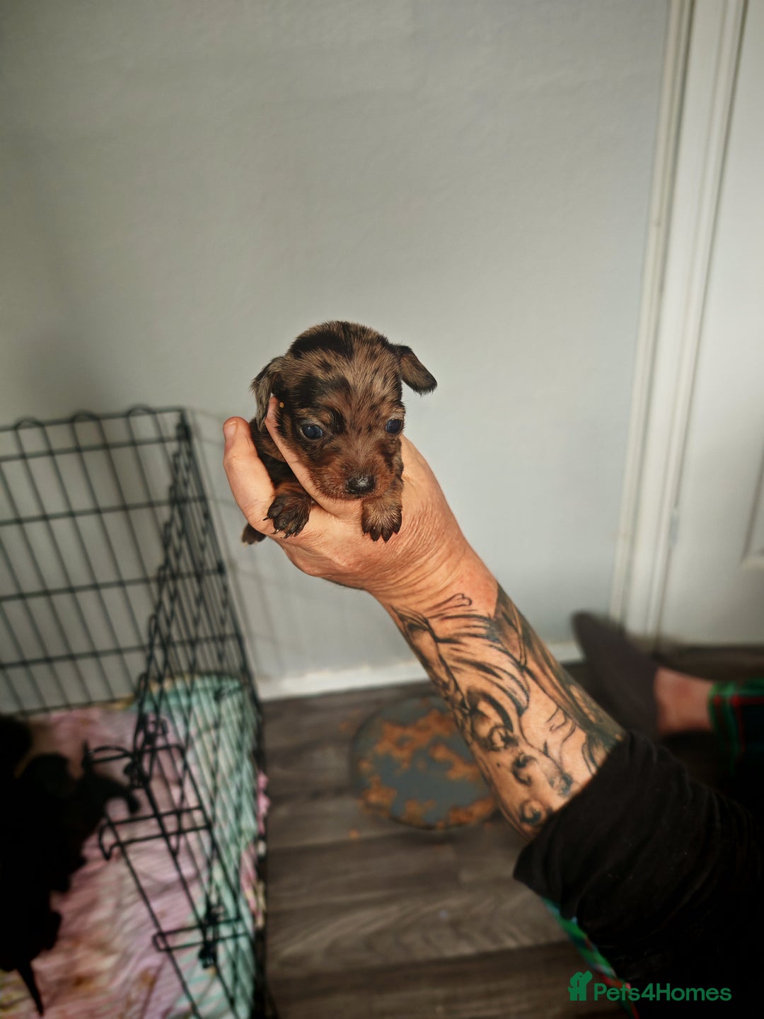 Dachshund dogs for sale: Dachshund puppies  - Image 4
