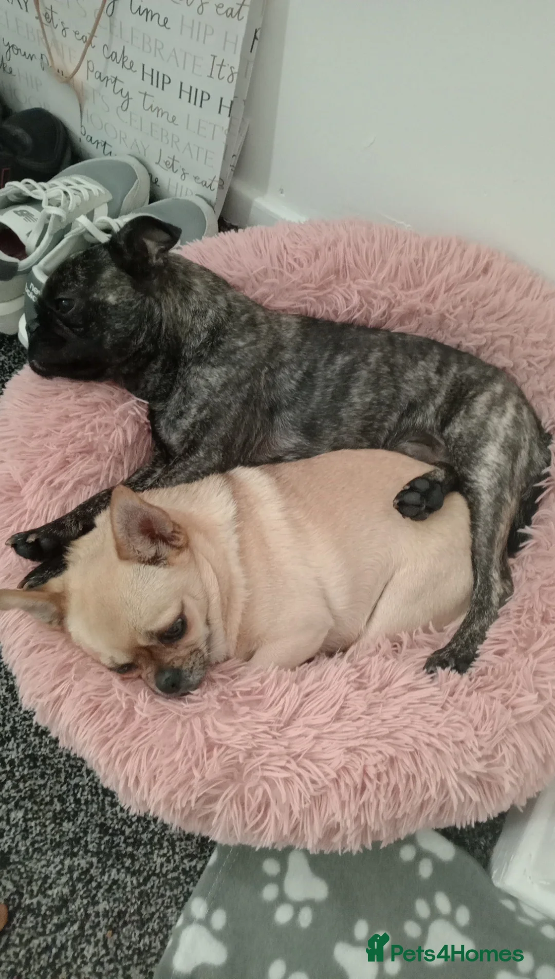 Mixed Breed dogs for sale: Billy ❤️ in Leigh - Advert 2