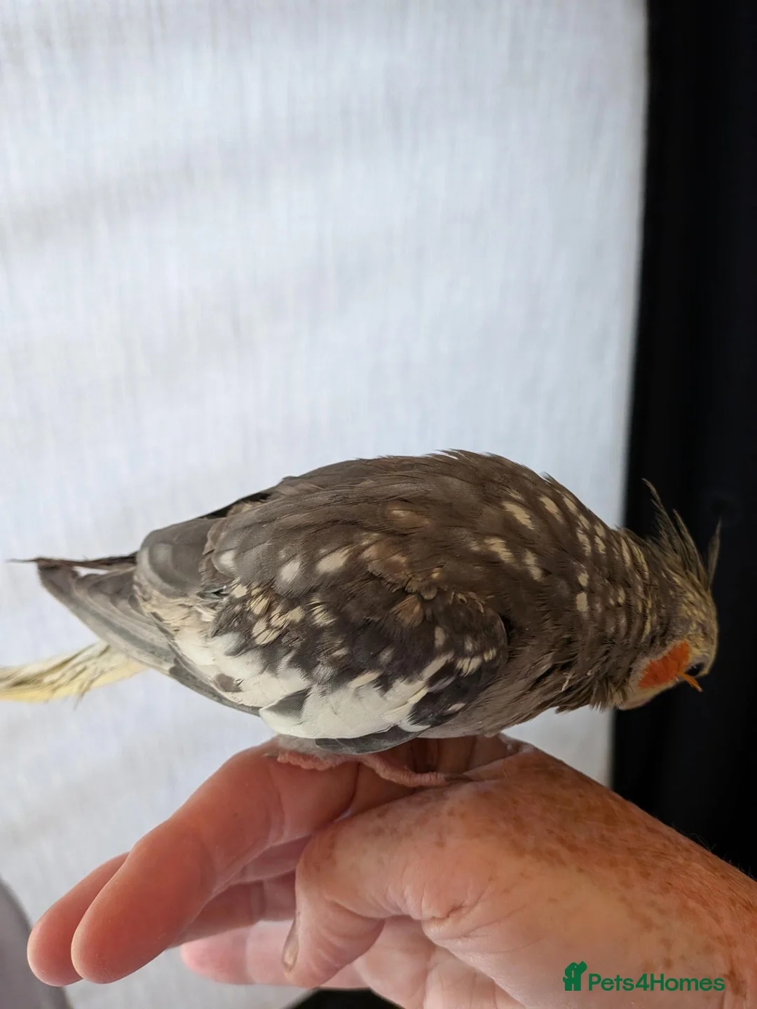Cockatiels birds for sale: Hand reared very tame baby cockatiel s  - Advert 2