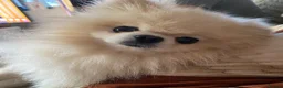 Pomeranian dogs for stud: For stud  in Ashbourne - Advert 6