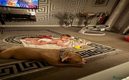 American Bully dogs for sale: Gorgeous pocket bully boy  - Image 3