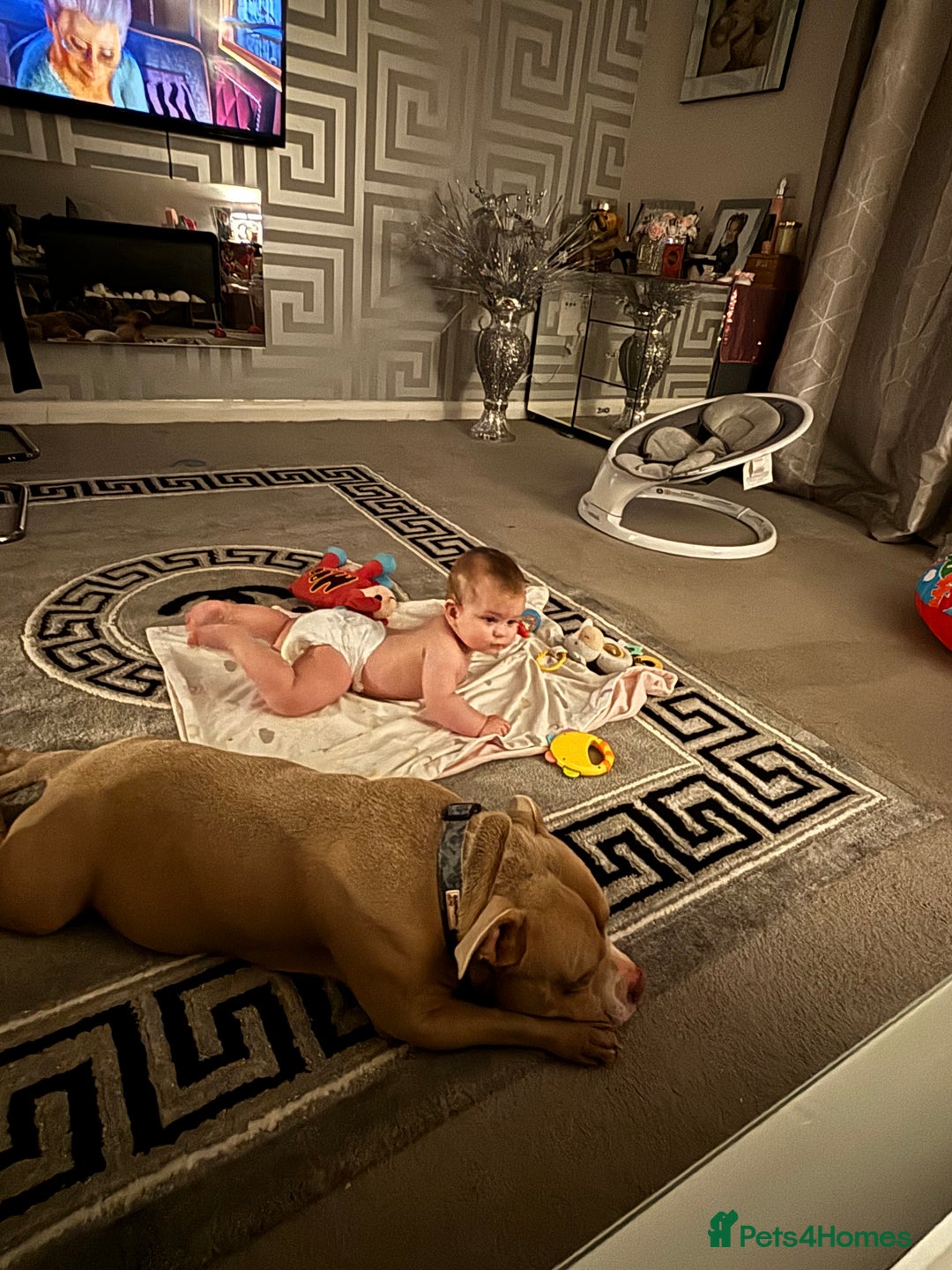 American Bully dogs for sale: Gorgeous pocket bully boy  - Image 3