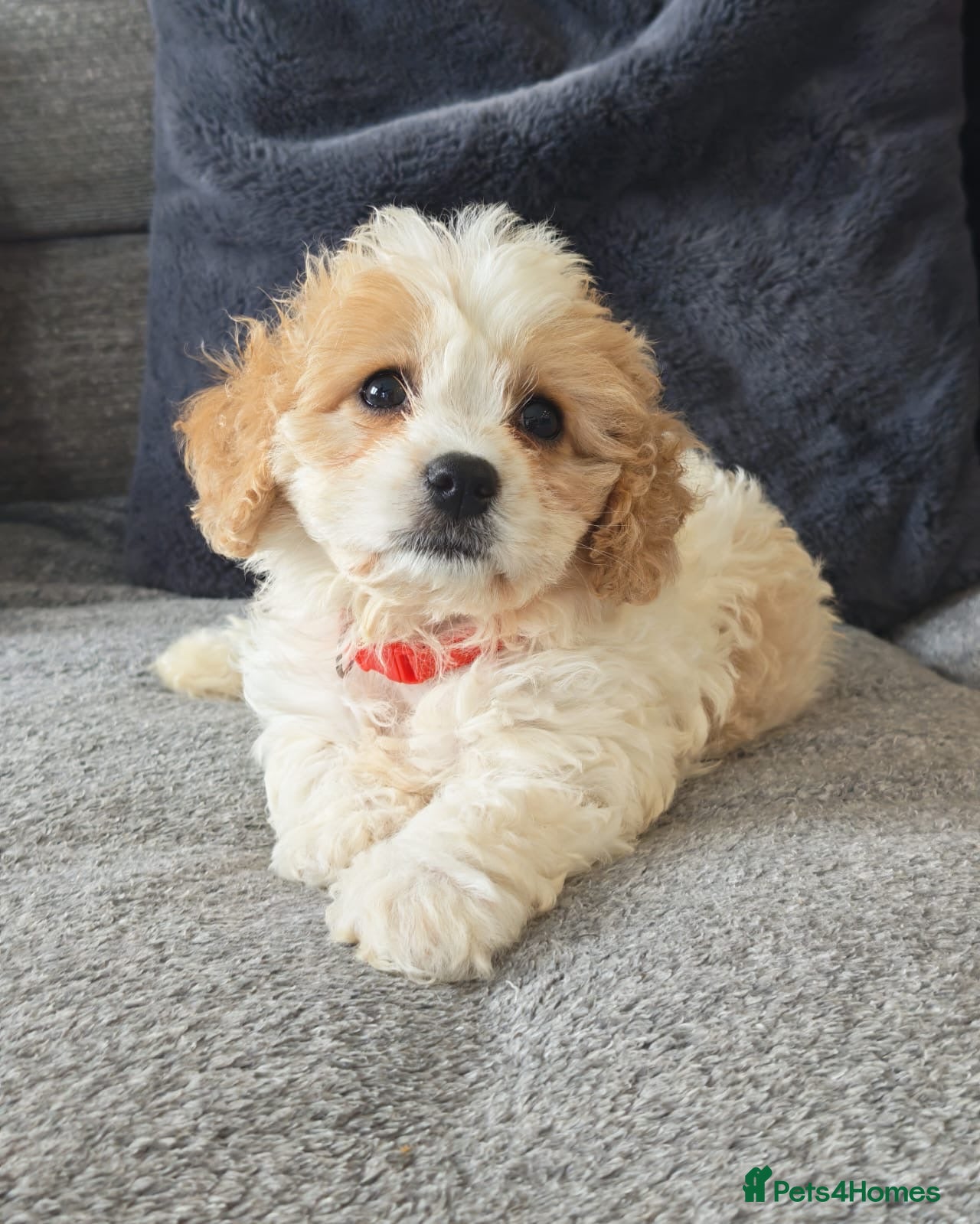 Cavapoo dogs F1 Cavapoo’s ready for new homes-1 boy & 3 girls - Advert 2