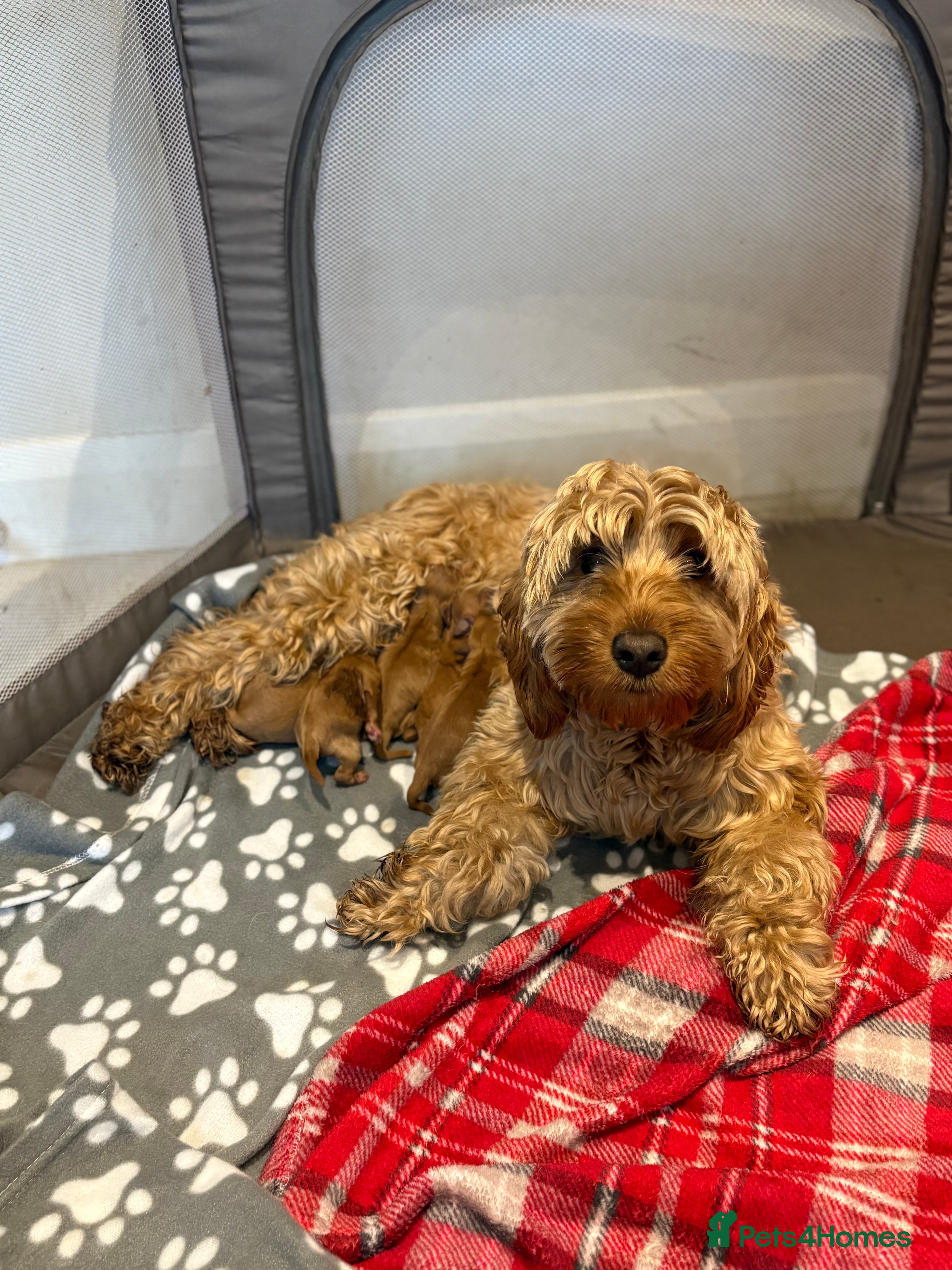 Cockapoo dogs Beautiful miniature F1B cockapoo  - Advert 1