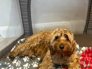 Cockapoo dogs Beautiful miniature F1B cockapoo - Advert 1