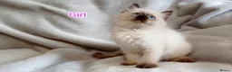 Ragdoll cats for sale: Beautiful Ragdoll Kittens Looking for Loving Homes - Advert 16