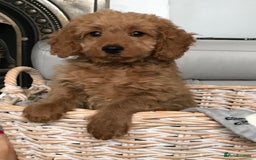 Cockapoo dogs for sale: 🐩🐶STUNNING F1 COCKAPOO PUPPIES🐶🐩 - Image 38