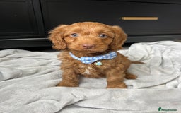 Cavapoo dogs for sale: Stunning Cavapoos  - Image 7
