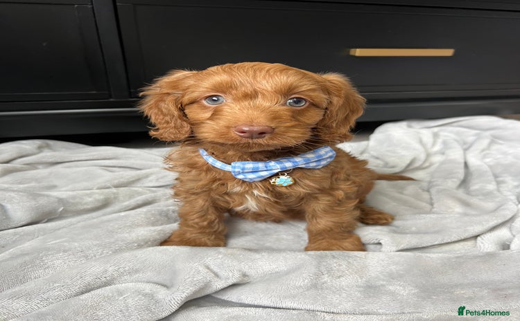 Cavapoo dogs - Advert 14