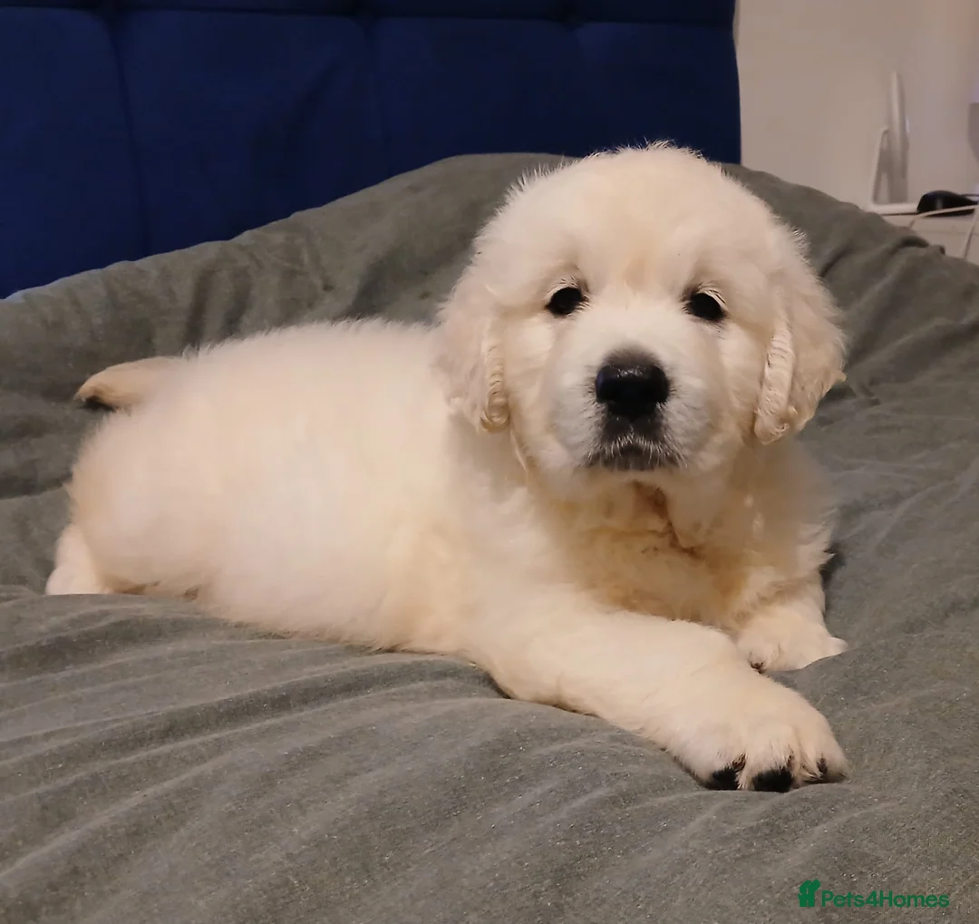 Golden Retriever dogs for sale: KC registered golden retriever puppies  - Advert 5