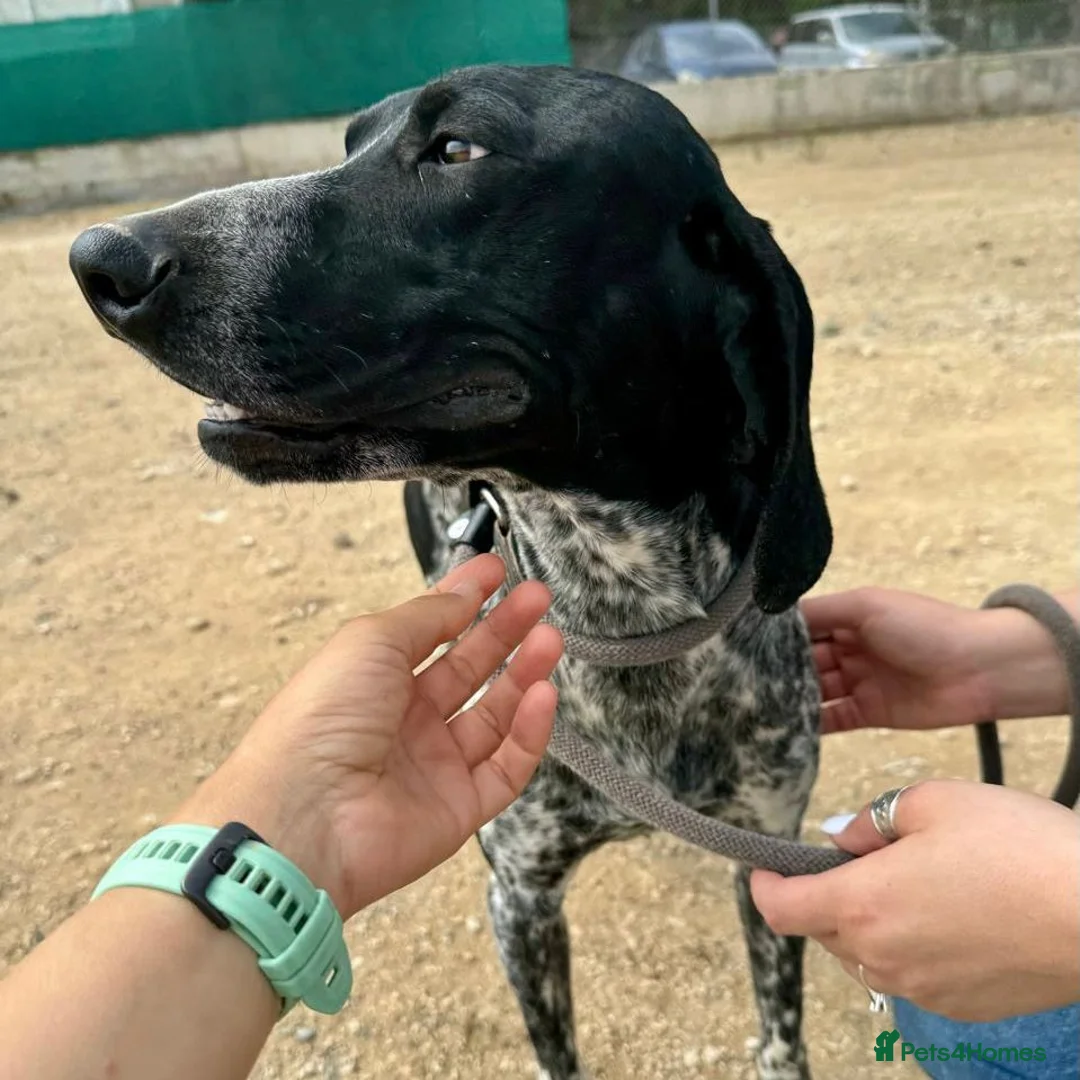 Mixed Breed dogs for adoption: Bracken (German Pointer mix) - Advert 13