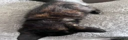 Mixed Breed cats for sale: 6 Adorable Tortie Mixed breed Kittens - Advert 8
