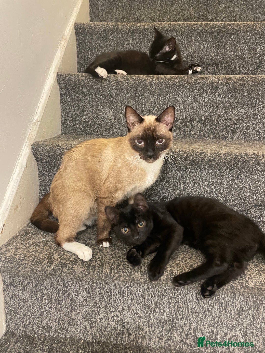 Mixed Breed cats for sale: *Free££* Beautiful brothers looking loving home - Advert 4