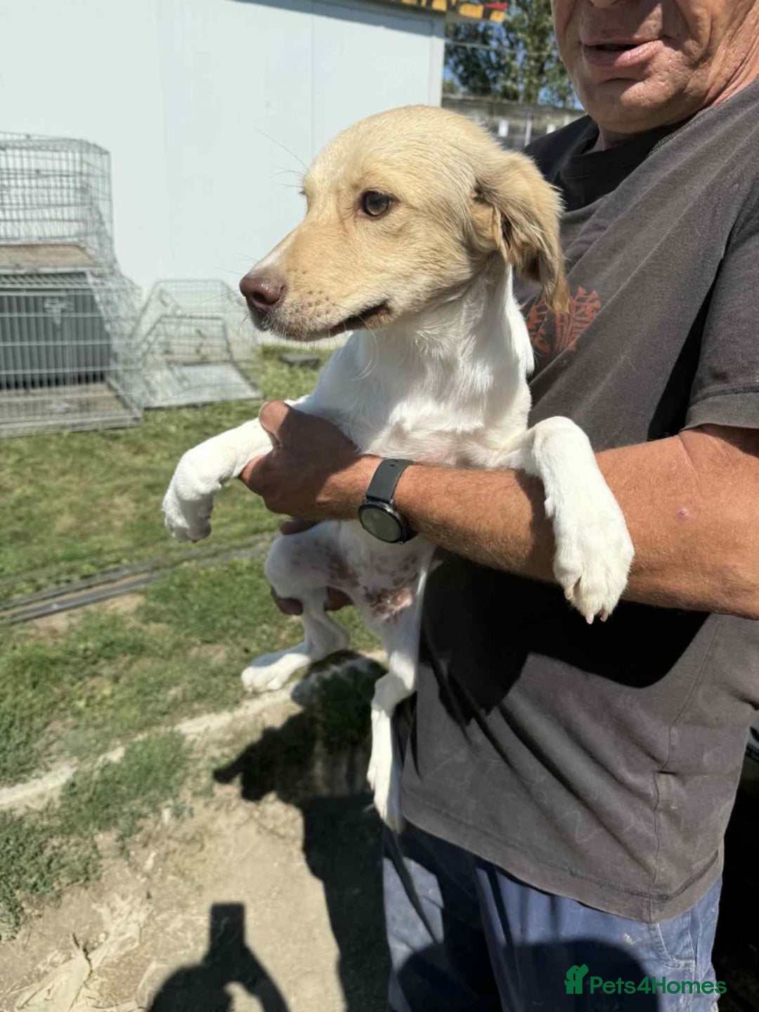 Mixed Breed dogs for adoption: Pocket - Norwich Norfolk  - Image 3