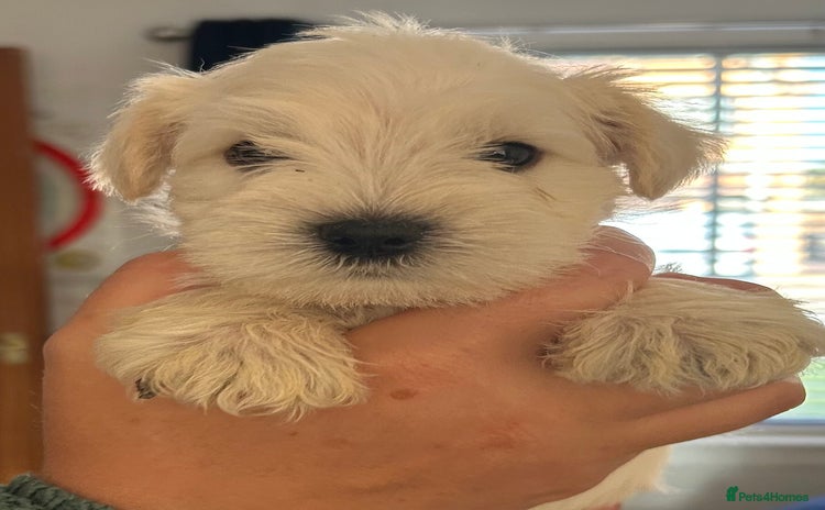 Miniature Schnauzer dogs - Advert 6