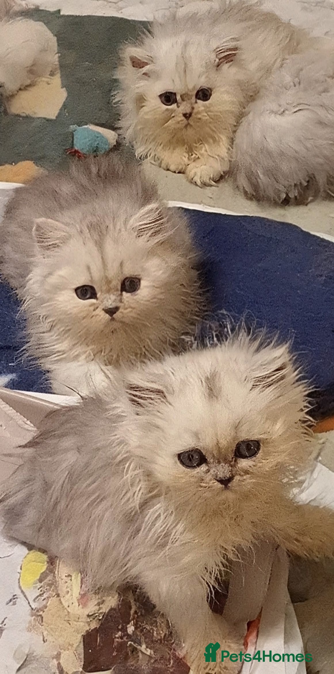 Persian cats Shaded Persian kittens ready soon - Advert 1