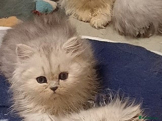 Persian cats Shaded Persian kittens ready soon - Advert 1
