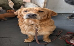 Golden Retriever dogs for stud: kC health check hip check proven - Image 12