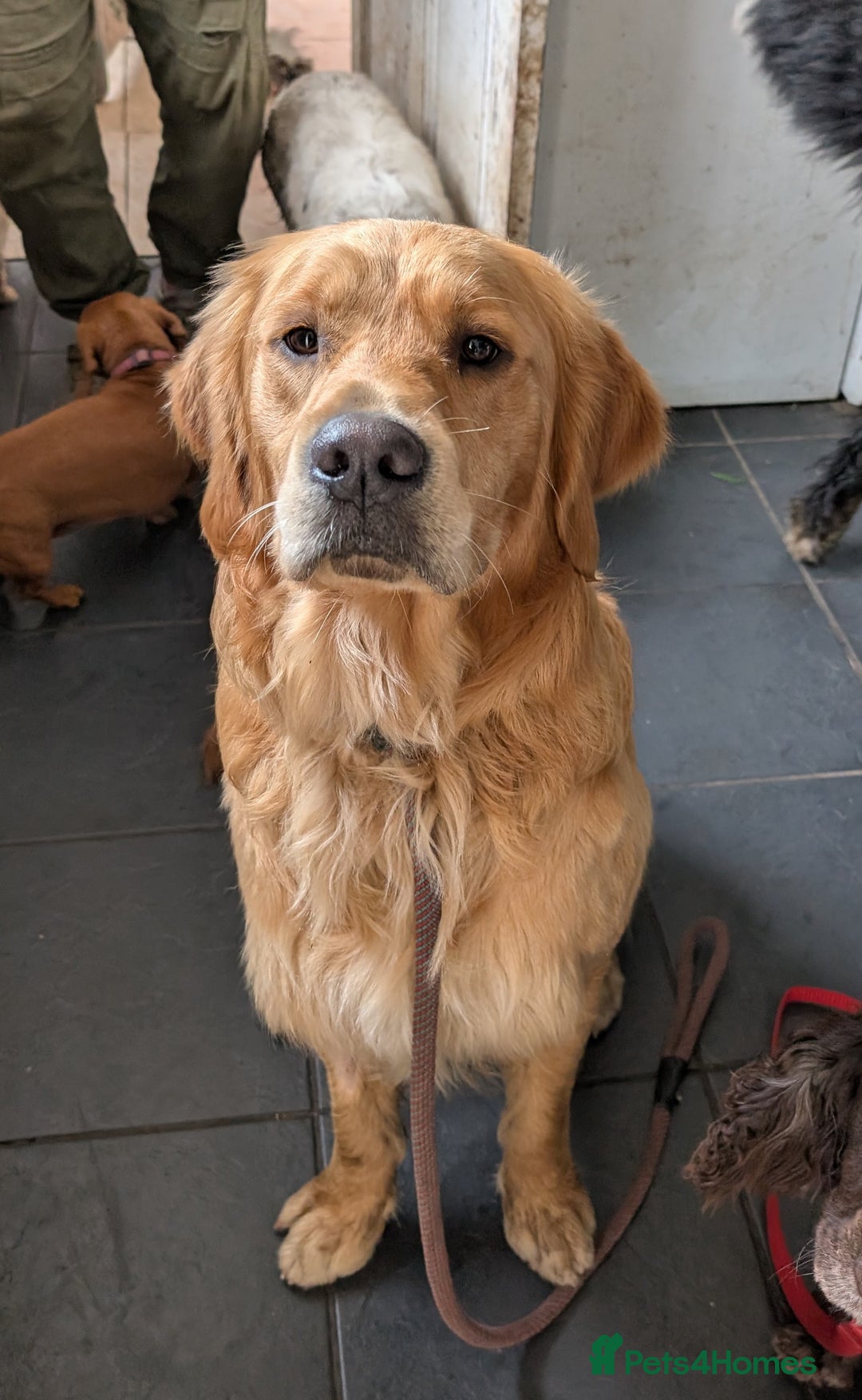 Golden Retriever dogs for stud: kC health check hip check proven - Image 12