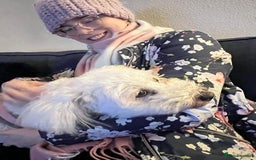 Tibetan Terrier dogs for adoption: Sweet Sophie Needs Love  in Salisbury - Image 9