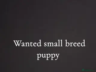 Mixed Breed dogs Puppy needing new home - Advert 11