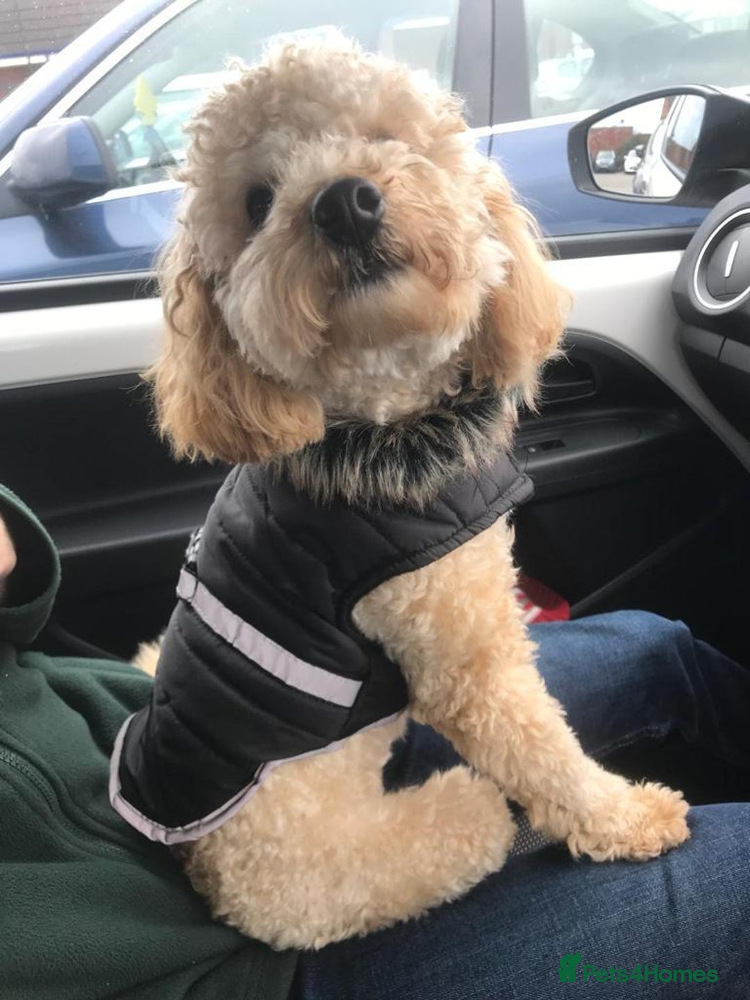 Cavapoo dogs for sale: F1 Cavapoo puppy Health Tested parents  - Advert 7