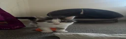 British Shorthair cats for sale: 4 Fluffy kittens  in Newport - Advert 5