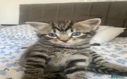 Bengal cats for sale: Bengal x Persian male kitten for sale! - Image 14