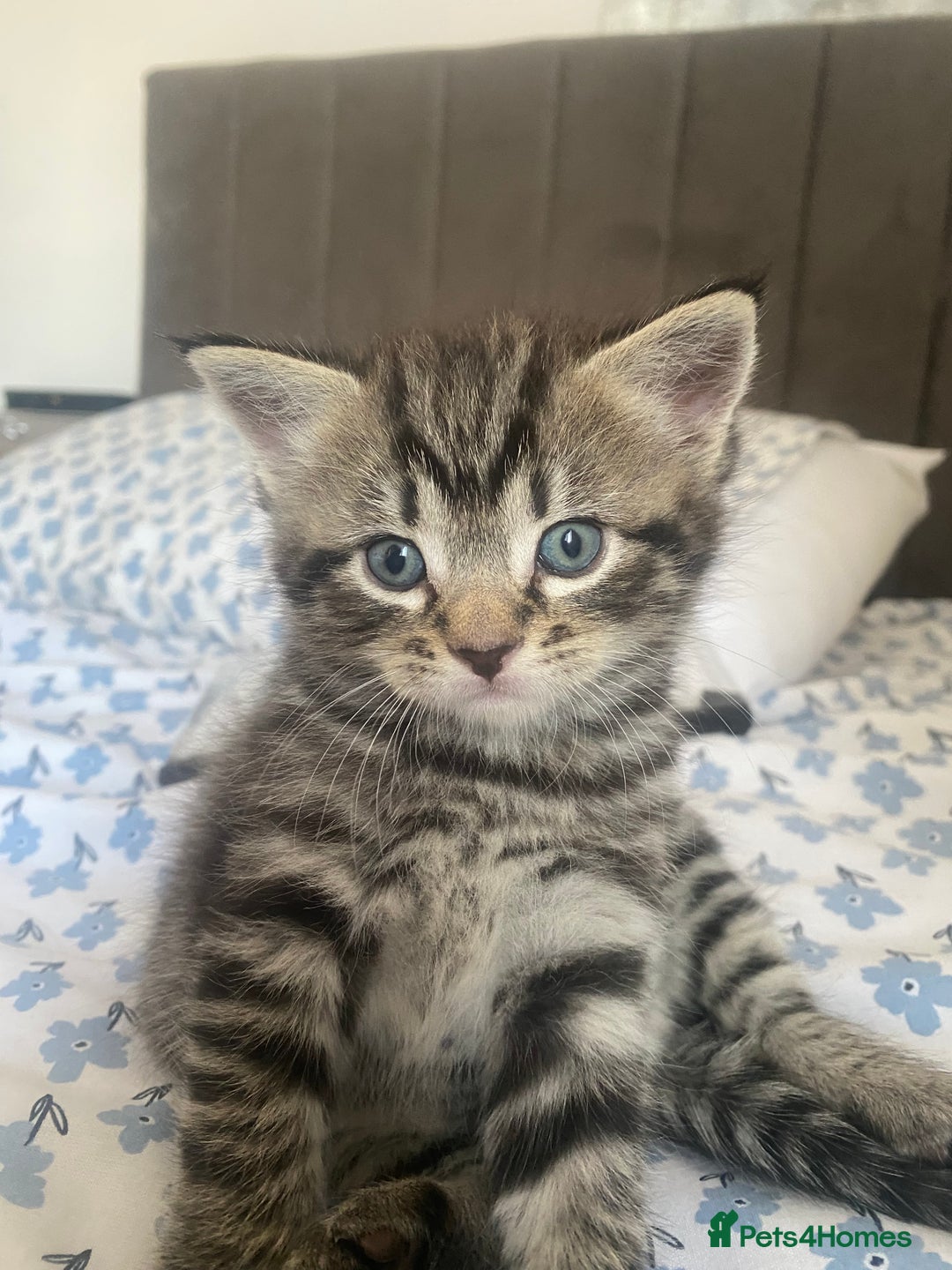 Bengal cats for sale: Bengal x Persian male kitten for sale! - Image 14