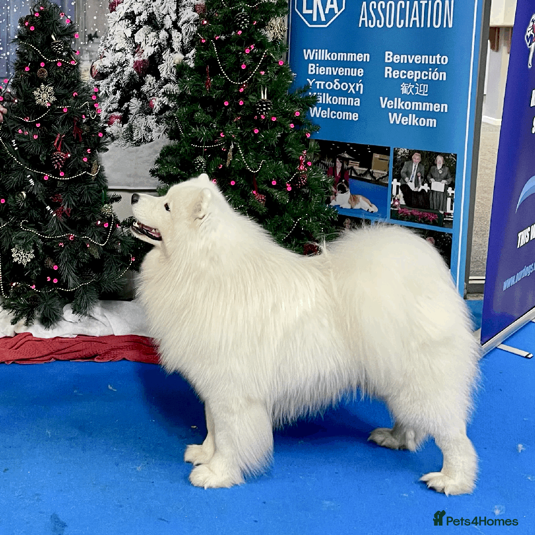 Samoyed dogs for stud: Health Tested, Proven, Show Samoyed for Stud in Exeter - Image 6