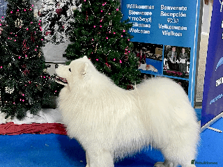 Samoyed dogs Health Tested, Proven, Show Samoyed for Stud in Exeter - Advert 1