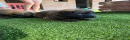German Shepherd dogs for sale: German shepherd pups - Advert 7
