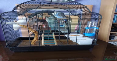 Budgerigars birds - Advert 14