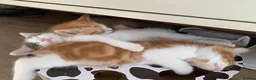 Mixed Breed cats for sale: Meet the Purr-fect Trio: Kurilian Bobtail Mixes - Advert 10