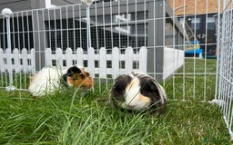 Guinea Pig rodents for sale: 4 guinea pigs  - Image 13