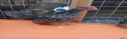 Chickens poultry for sale: 7 Serama cockrells  - Advert 2