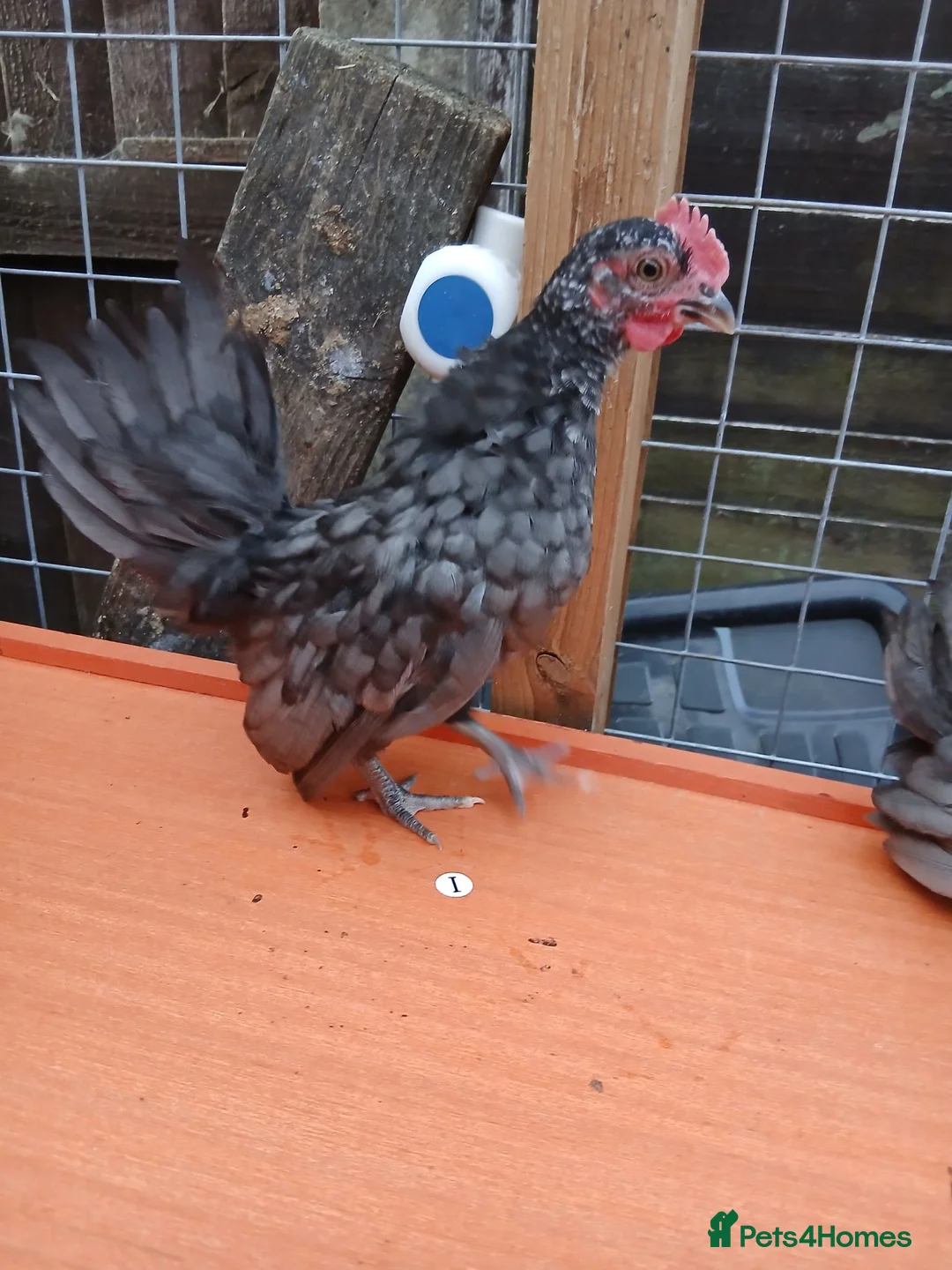 Chickens poultry for sale: 7 Serama cockrells  - Advert 2