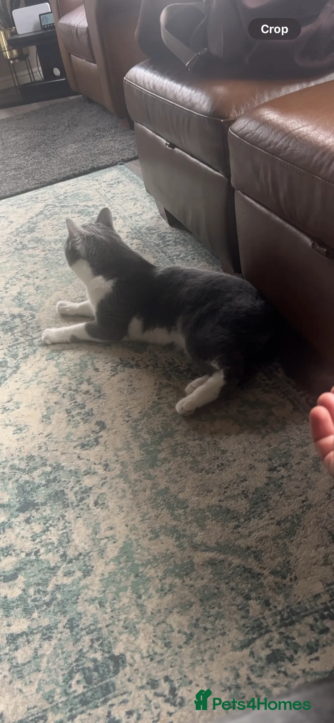 Mixed Breed cats for sale: Male cat - Advert 2