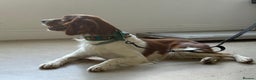 Brittany Spaniel dogs for adoption: RESERVED - Elvis, Brittany Cross, aged 1 in Bedford - Advert 18