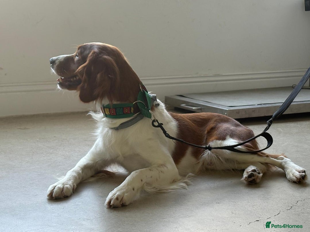 Brittany Spaniel dogs for adoption: Elvis, Brittany Cross, aged 1 in Bedford - Image 17