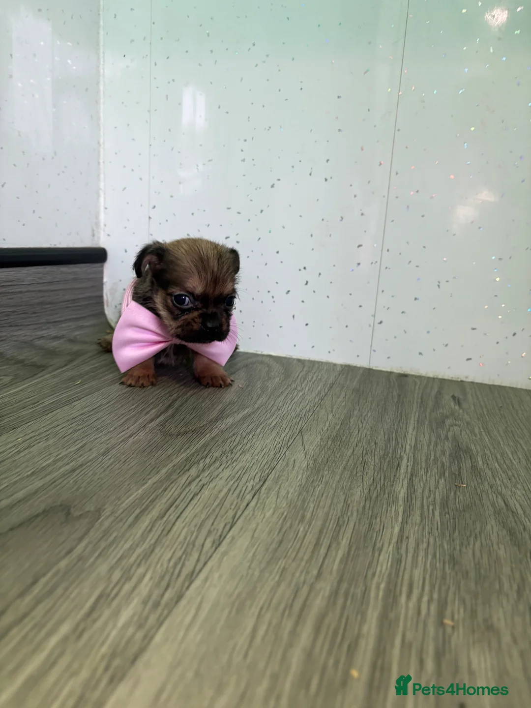 Chihuahua dogs for sale: Stunning Chihuahua puppies - Advert 2