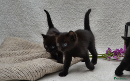 Mixed Breed cats for sale: Beatiful Maine-Coone/Bombay Kittens - Image 8