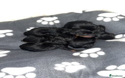 Mixed Breed dogs for sale: Doxiepoo puppies  - Image 1