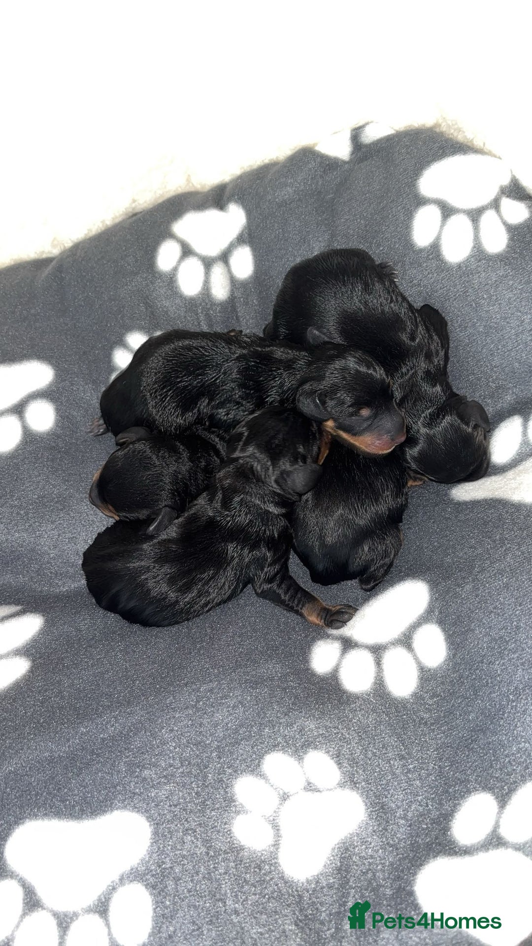 Mixed Breed dogs for sale: Doxiepoo puppies  - Image 1