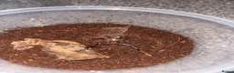 Scorpions invertebrates for sale: Baby Asian forest scorpions read description  - Advert 3